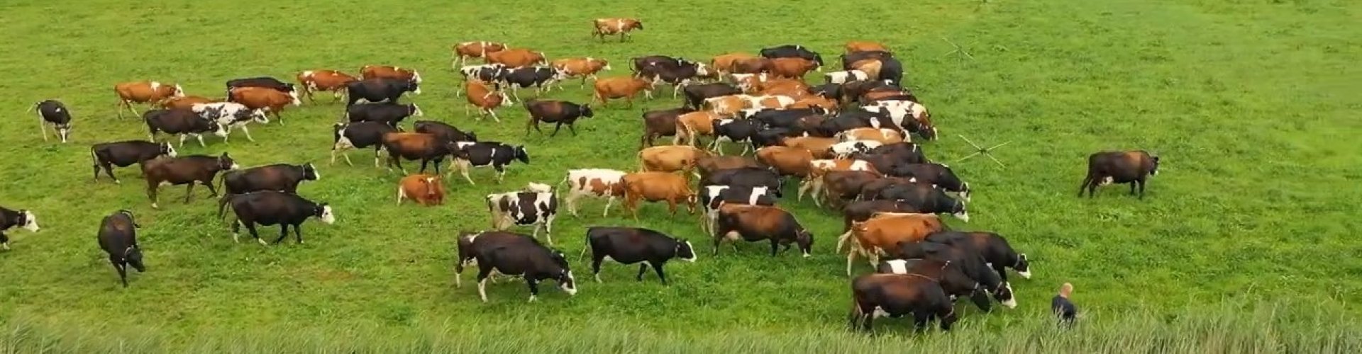 Vermindering uitstoot broeikasgassen door vers grasrantsoen verwerkt in KringloopWijzer (1)