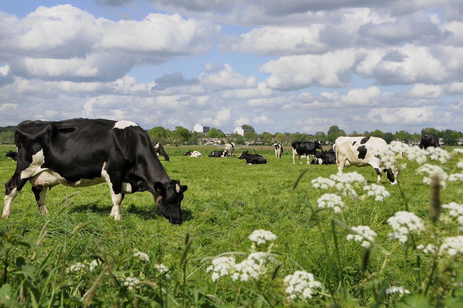 Lager eiwit in weidegras heeft beperkt effect op duurzaamheidskengetallen