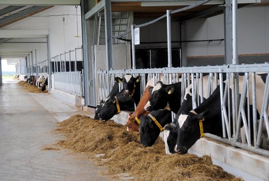 KringloopWijzer onderzoekt implementatie veevoederadditief