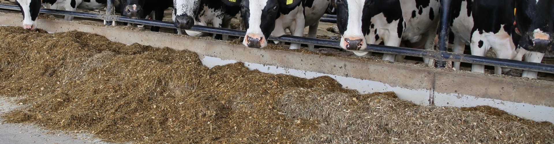 Voerefficiëntie en N-benutting; nuttige informatie voor het verminderen van emissies op melkveebedrijven