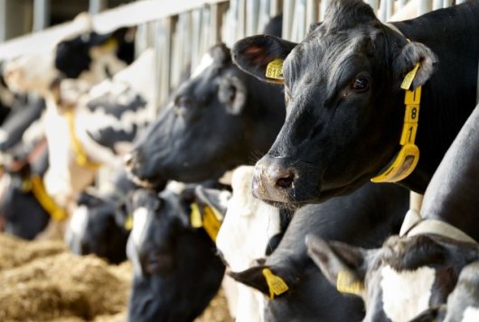 Nieuwe producten in KringloopWijzer voor verlagen uitstoot broeikasgassen